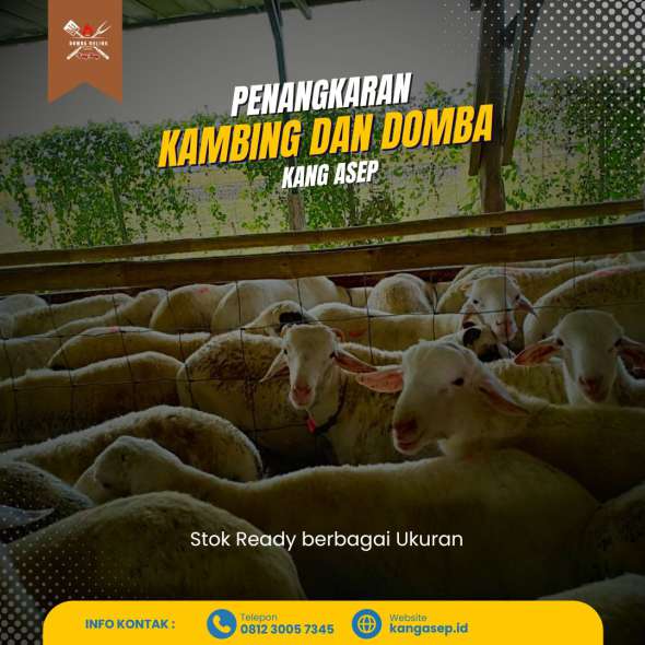 Penangkaran Web