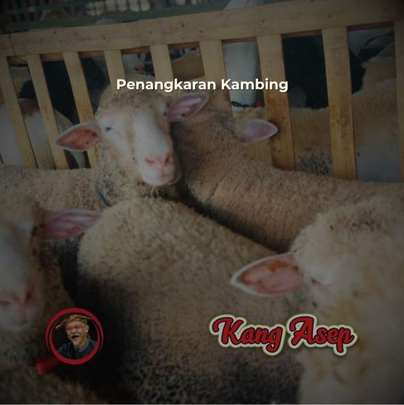 Penangkaran, Kambing Guling,